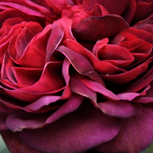 Rosa Gräfin Diana® - trandafir cu parfum intens - Trandafir copac cu trunchi înalt - cu flori tip trandafiri englezești - roz - W. Kordes & Sons - coroană dreaptă - ,-